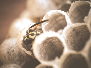 wasp larvae turn into adult wasp