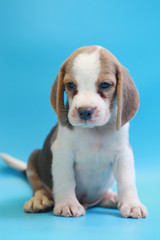 2 months beagle puppy sit down and looking camera on blue screen 