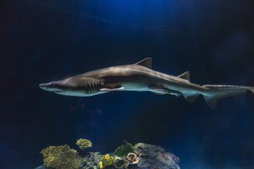 Slender shark with ominous lighting