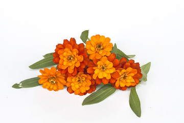 Yellow flowers isolated on white.