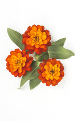 Yellow flowers isolated on white.