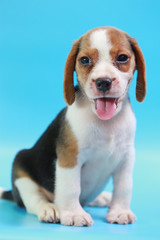 2 months beagle puppy sit down and looking camera on blue screen 