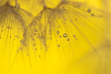 Abstract macro of dandelion with water drops. Gold drops on dandelion seeds. soft selective focus.