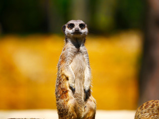 Fototapeta premium Suricate