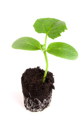 Cucumber seedling in soil isolated on white background
