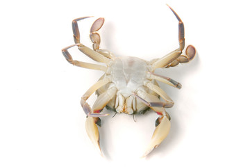 Live crab lying on the back isolated on a white background