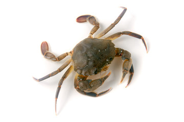 edible alive crab isolated on a white background