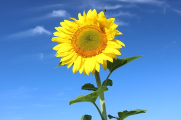 Sonnenblume und blauer Himmel © johannesk1403
