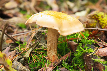 Mushroom in forest