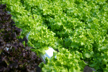 vegetable organic farm