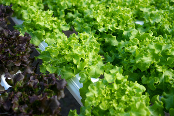 vegetable organic farm