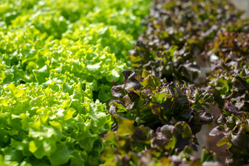 vegetable organic farm