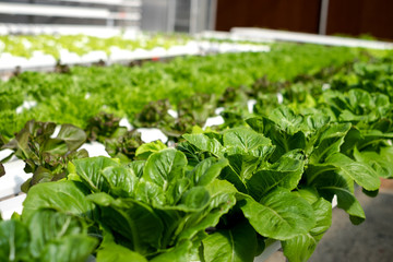vegetable organic farm