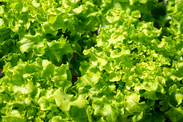 vegetable organic farm