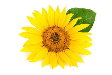 Fototapeta premium sunflower with leaves isolated on white background close-up