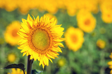 Obraz premium A bright yellow sunflower stands in a field of sunflowers, a field of sunflowers in a summer sunny day, a blurred background of sunflowers