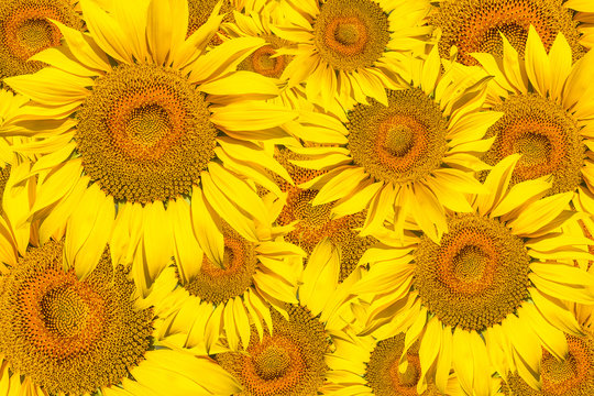 Pattern of bright yellow sunflowers on a white isolated background, an unripened sunflower with a yellow center, a background of yellow flowers