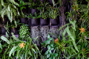 Plant wall