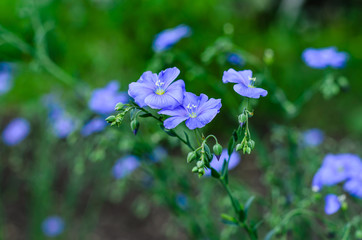 Blue linen flowers