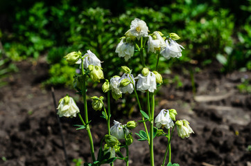 White columbine flowers in garden