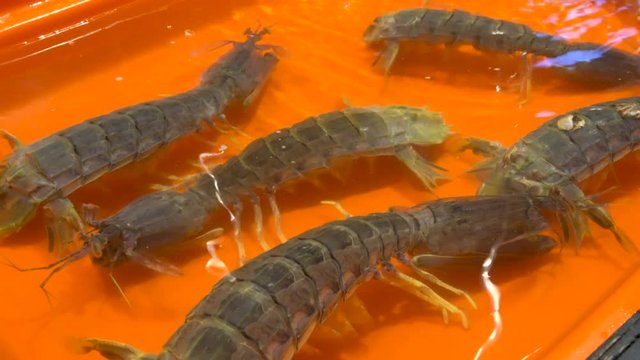Exotic Seafood Displayed Alive in Aquarium at Restaurant