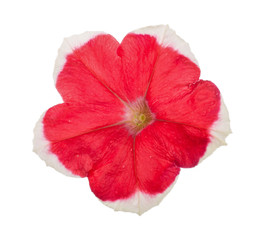 Red-white flower of petunia isolated on white background