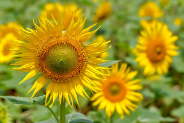 Obraz premium ヒマワリの花