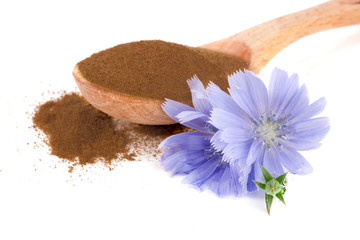 chicory flower and powder of instant chicory isolated on a white background. Cichorium intybus.