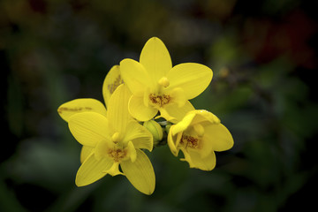 Beautiful yellow flowers