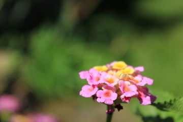 Pink-yellow little flower