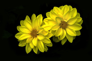 Beautiful yellow flowers isolated on black