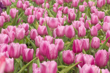 Fototapeta premium Beautiful colourful tulips in spring.