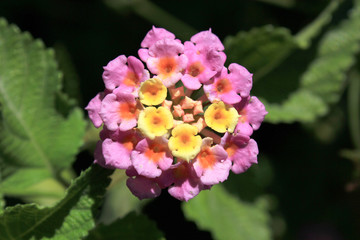 Pretty pink-yellow little flower