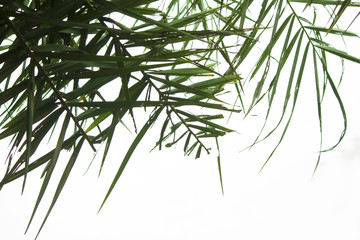 Green Palm Leaf on white background.
