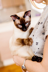 Close up girl with a Siamese cat in her arms in the room.