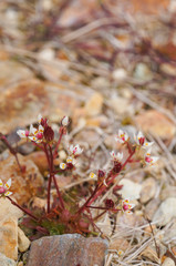 Beautiful flowers at Landmannalaugar, summer,Iceland.