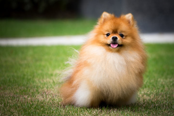 THe cute pomeranian dog and outdoor garden 