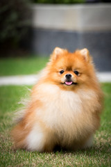 Cute Pomeranian dog 