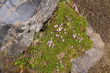 Beautiful flowers at Landmannalaugar, summer,Iceland.