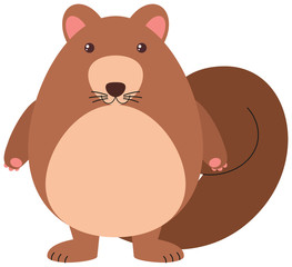 Cute squirrel on white background