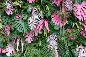 Obraz premium Monstera , tropikalne drzewa, liście w różnych rozmiarach, różnych kolorach