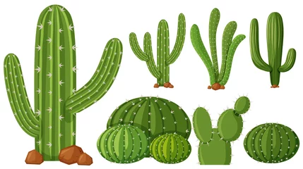 Deurstickers Cactus Verschillende soorten cactusplanten