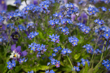 blue flowers