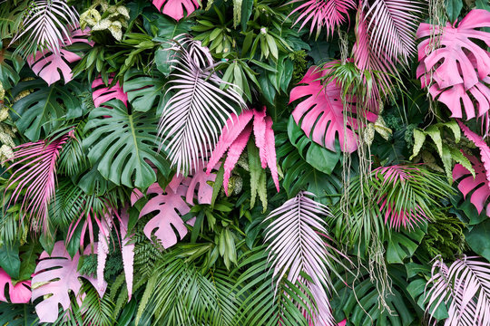 Fototapeta Drzewa tropikalne ułożone w pełnym tle Lub pełnej ścianie Są liście w różnych rozmiarach, różnych kolorach, różnych rozmiarach, wielu odmianach. Kolejny układ ogrodu.