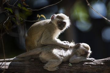 Two black-faced Vervets grooming on branch