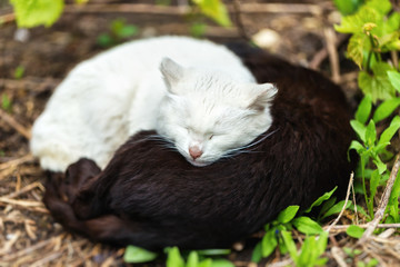Two homeless cats are sleeping together at yin yang pose outdoors in park.