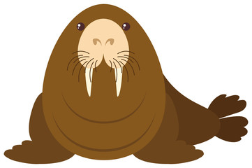 Sea lion on white background