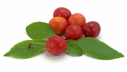 Wildpflaumen, Wilde Mirabelle, Prunus cerasifera