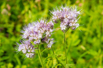 Purple flowering lacy phacelia from close