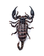 Scorpion isolated on the white background